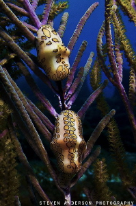Ah yes the Flamingo Tongues working on a gorgonian. This ... by Steven Anderson 